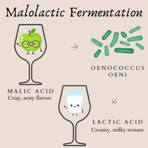 Malolactic fermentation